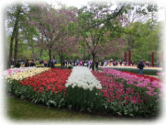 Keukenhof 3 Keukenhof 3