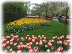 Keukenhof 4 Keukenhof 4